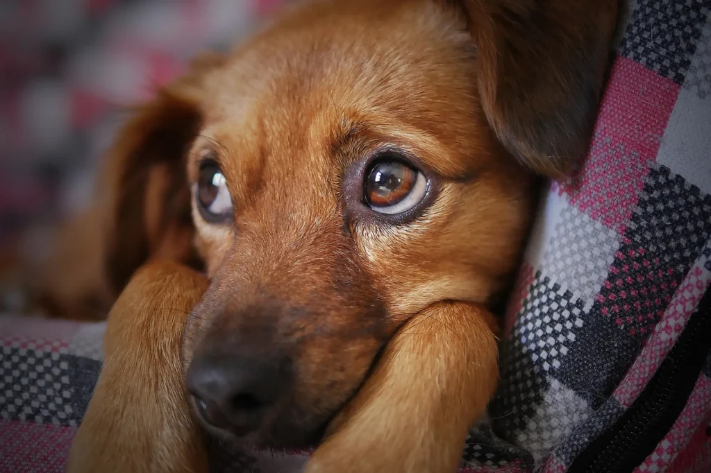 alimentação cachorro natural