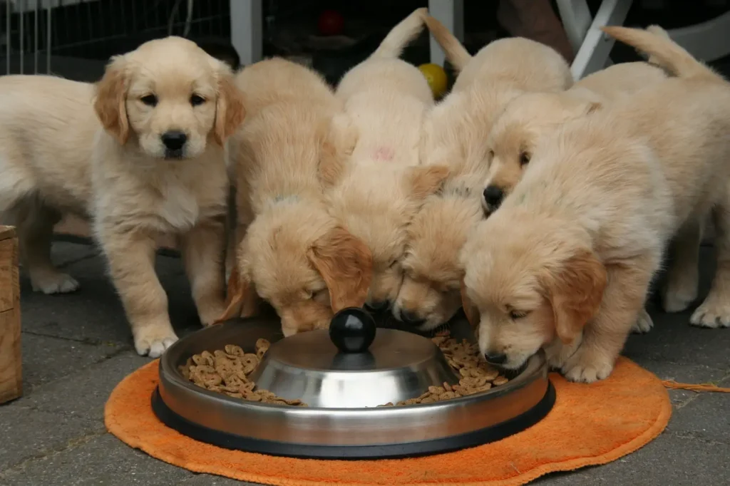 alimentos bons para cachorro