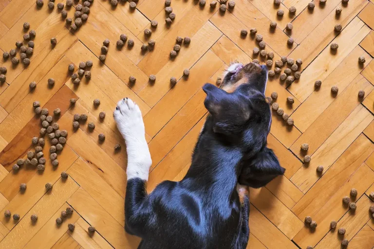 Alimentos bons para o pelo do cachorro