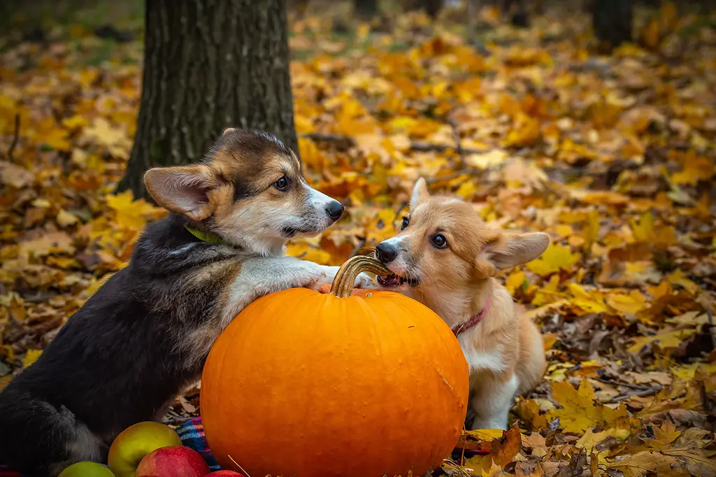 alimentos para melhorar o pelo do cachorro