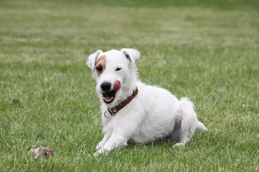 alimentos que cachorro não pode comer