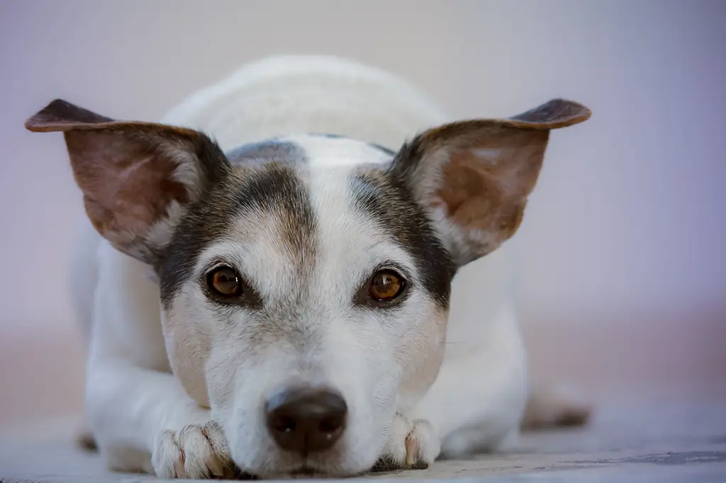 alimentos que não pode dar para cachorro