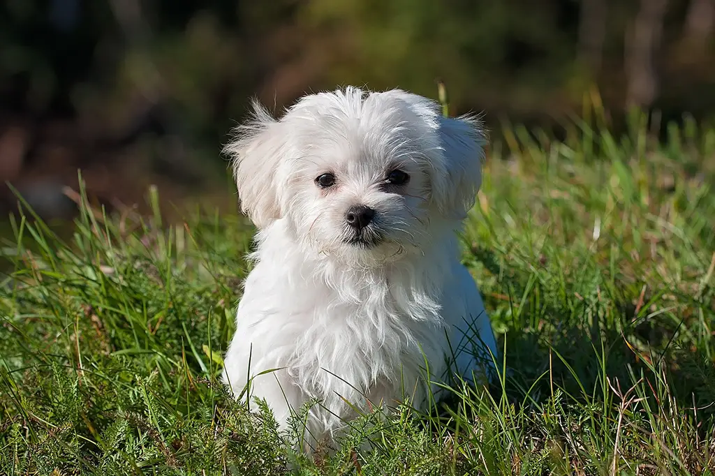 cachorro para apartamento bichon maltês