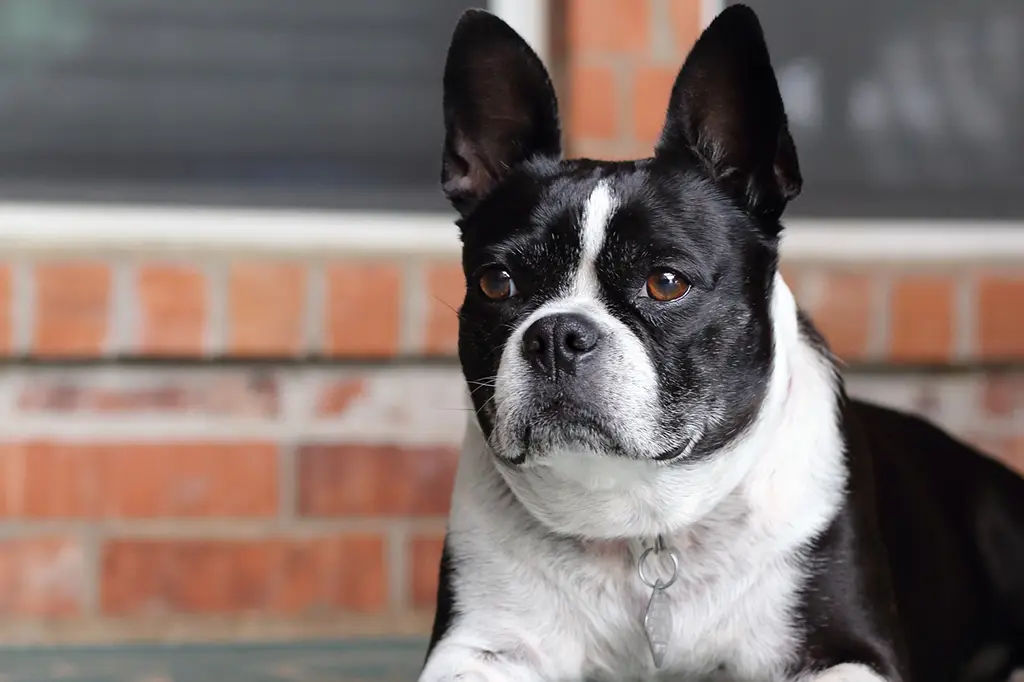 cachorro para apartamento buldogue francês