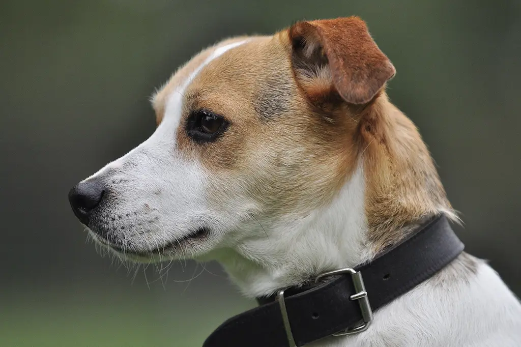 cachorro para apartamento jack russel terrier