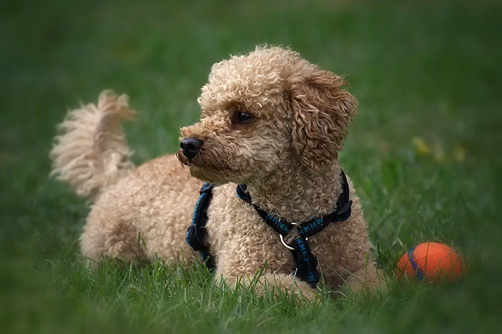 cachorro para apartamento poodle