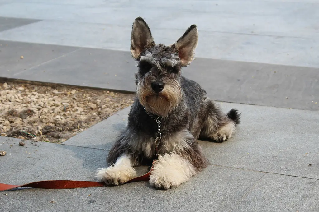 cachorro para apartamento schnauzer