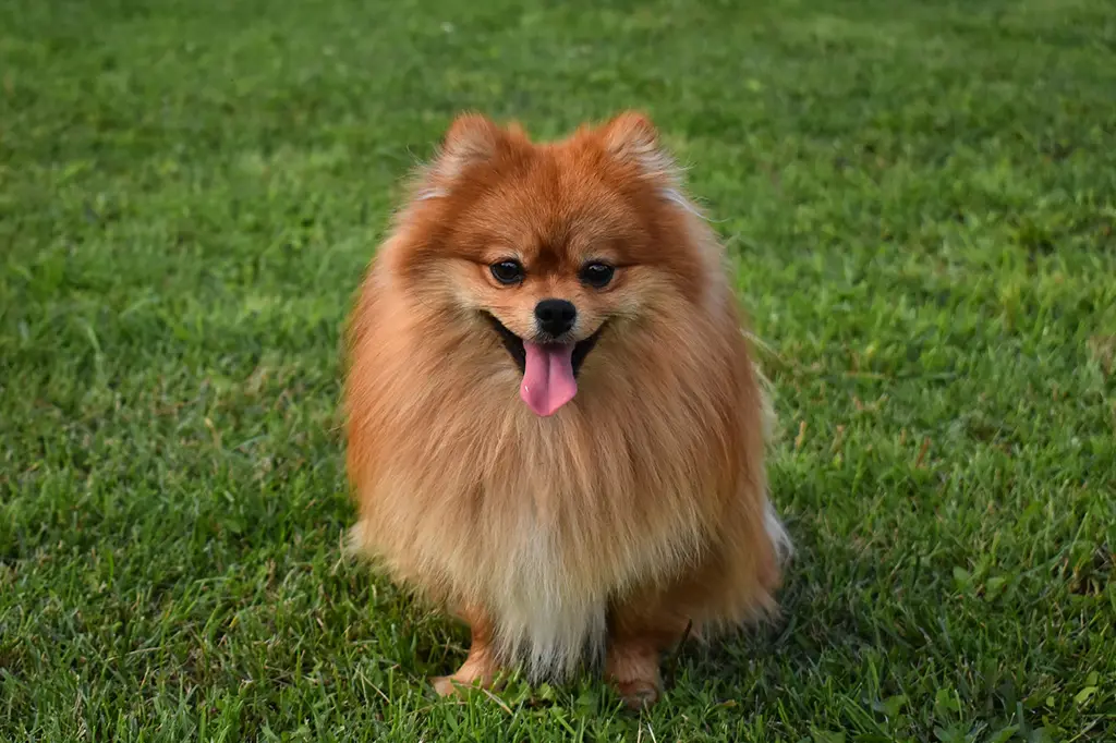 cachorro para apartamento spitz alemão