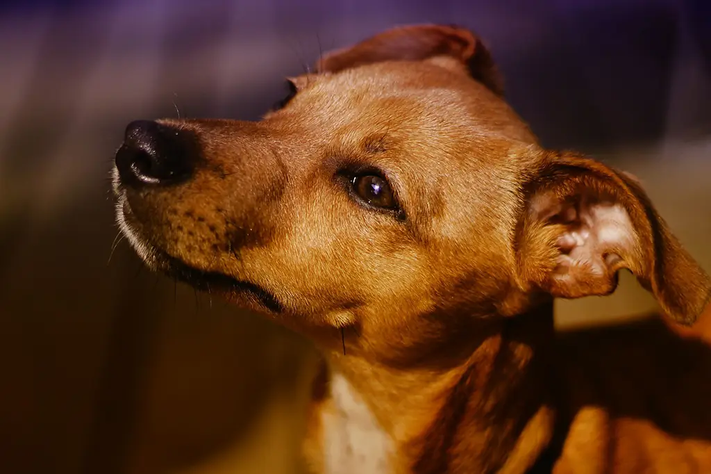 cachorro para apartamento vira-lata