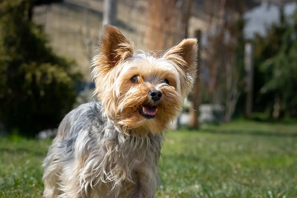 cachorro para apartamento yorkshire terrier