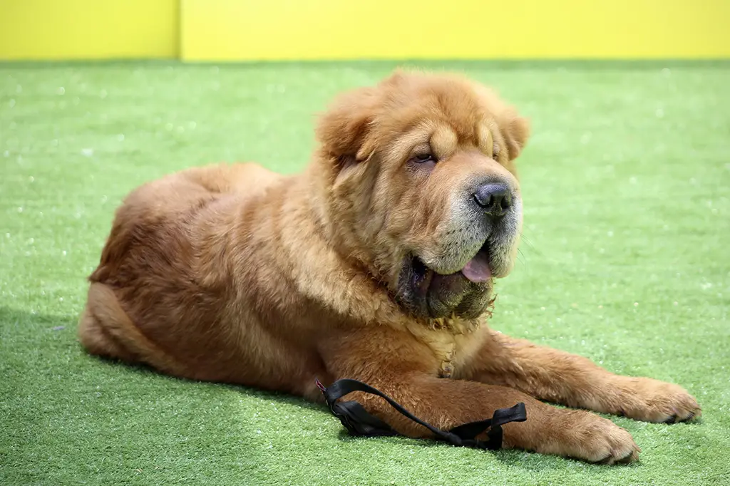 cachorro shar pei