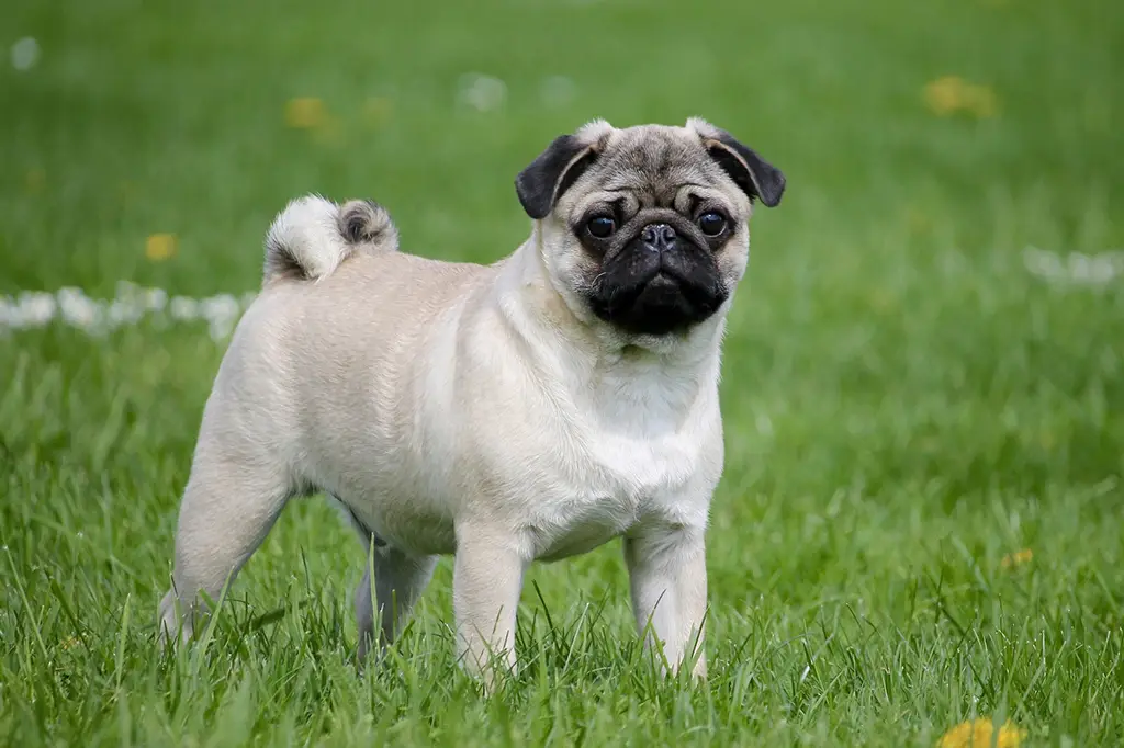 cachorros para apartamento que ficam sozinhos pug