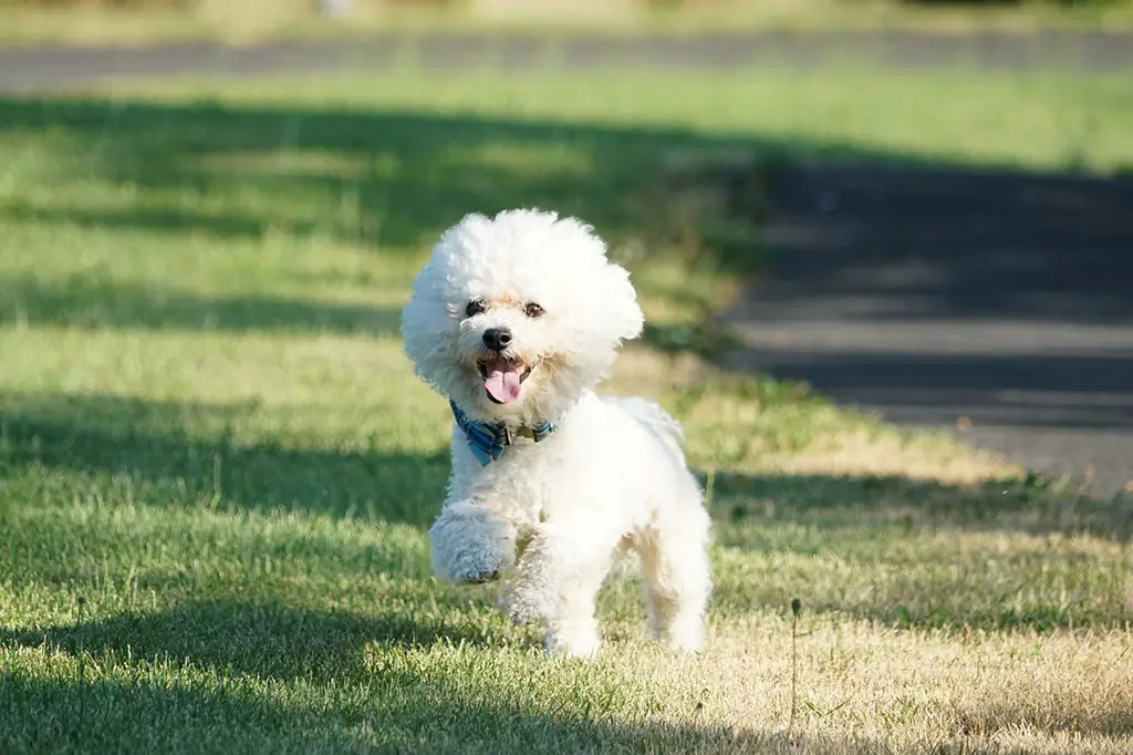 cachorros pequenos para apartamento bichon frisé