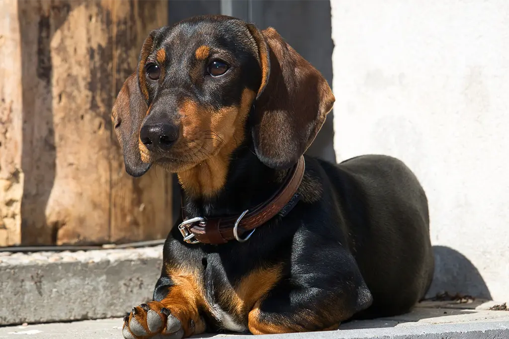 cachorros pequenos para apartamento dachshund