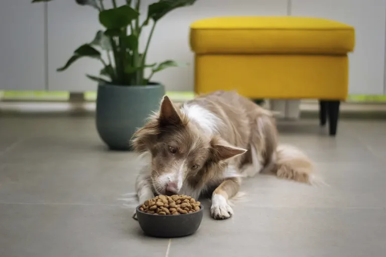 Como e do que é feita a ração de cachorro?