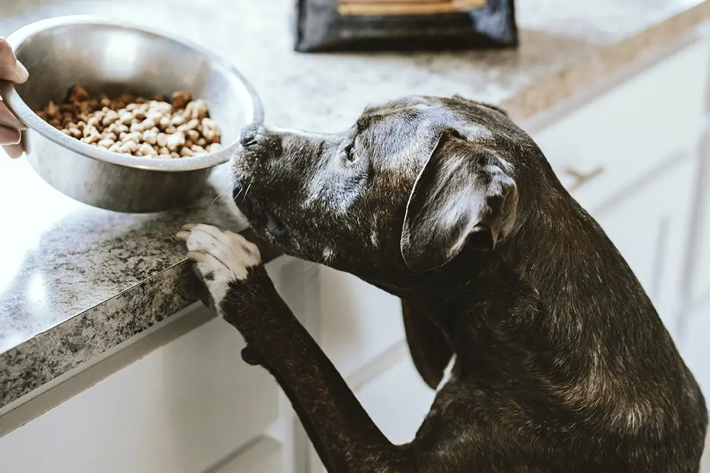 como são feitos os diferentes tipos de ração para cachorro