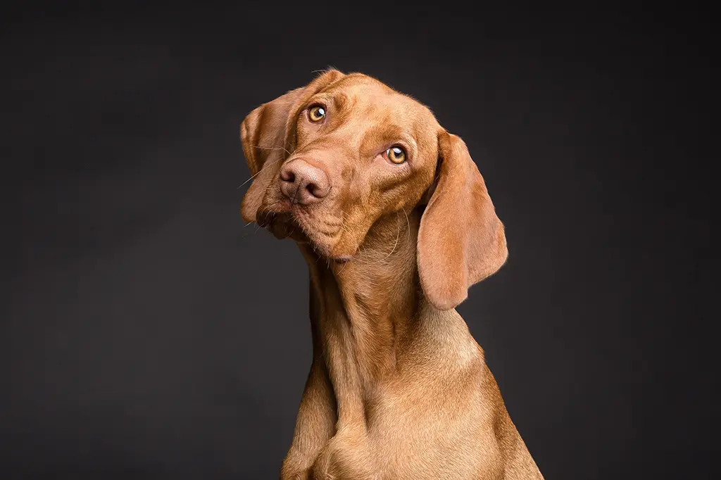 diferença entre ração de gato e cachorro