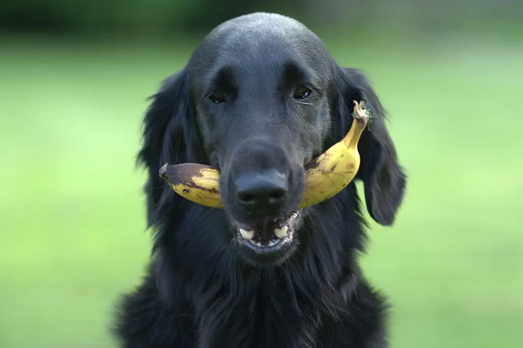 frutas que cachorro nao pode comer