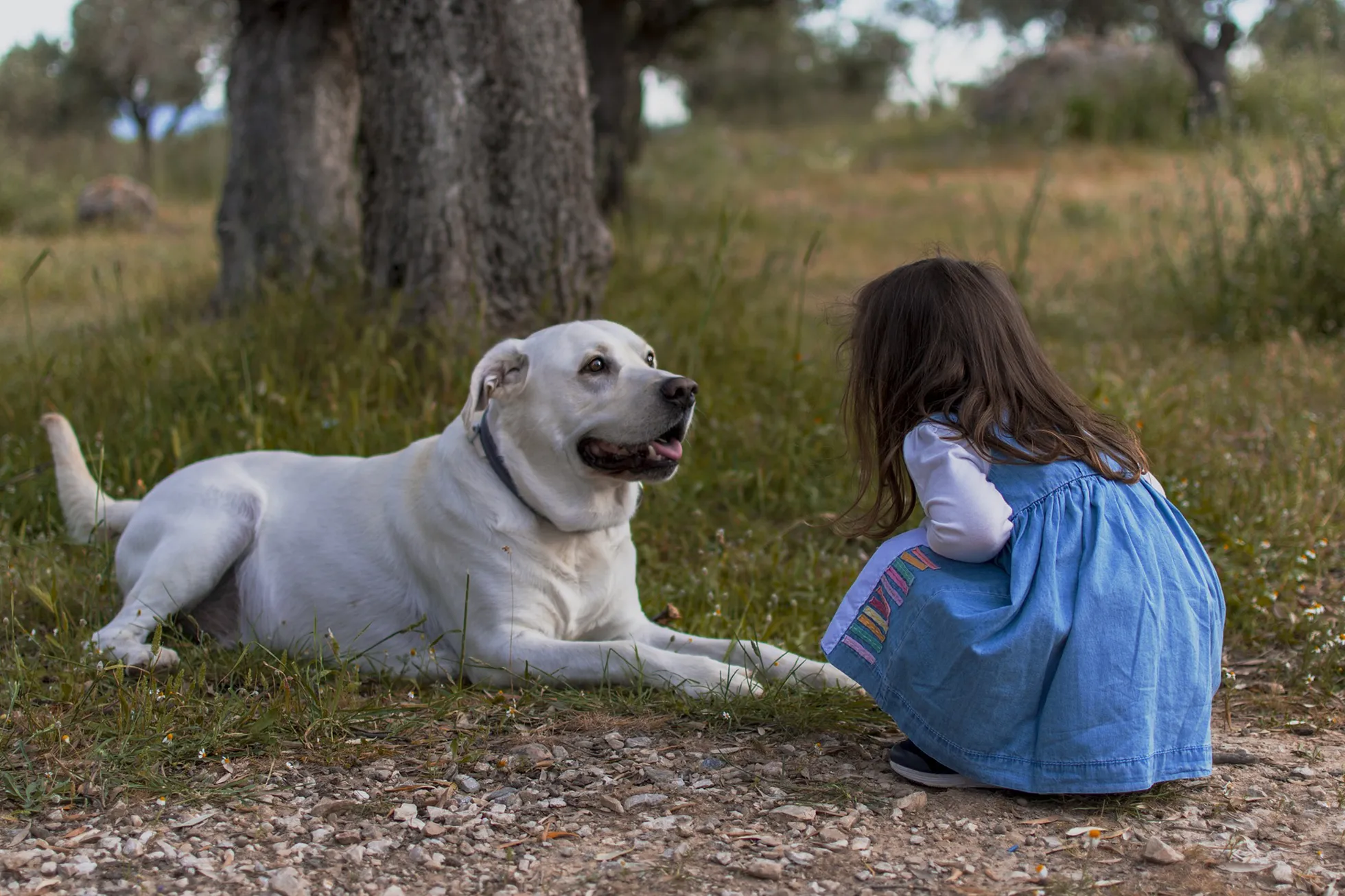 melhor raça de cachorro para criança