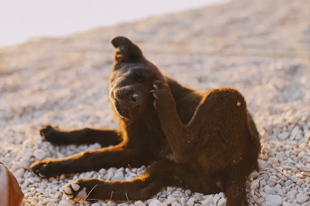 o que é bom para pulga de cachorro