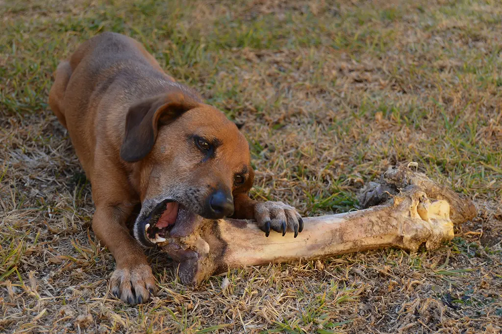 osso natural para cachorro