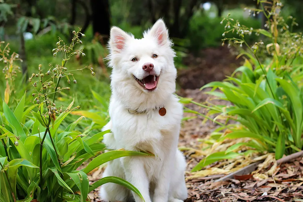 pode dar amora para cachorro