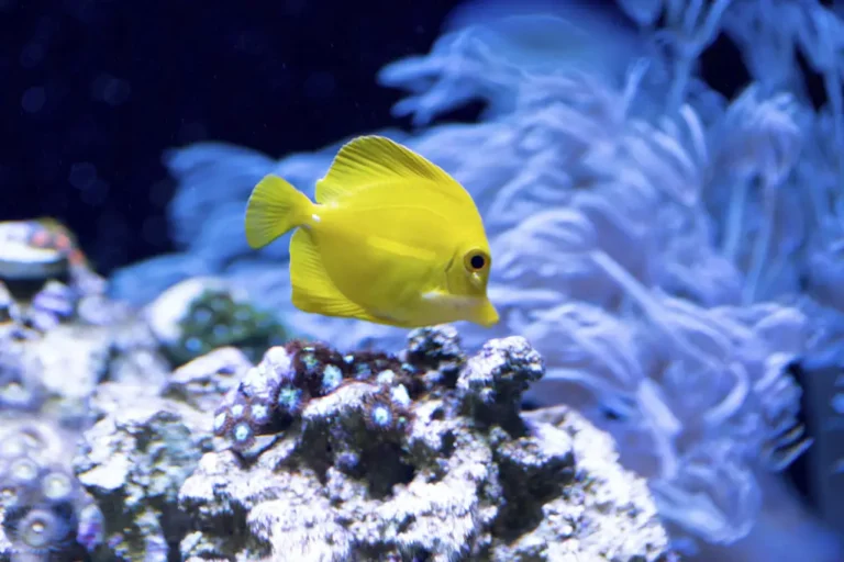 Por que o peixe fica parado no fundo do aquário?