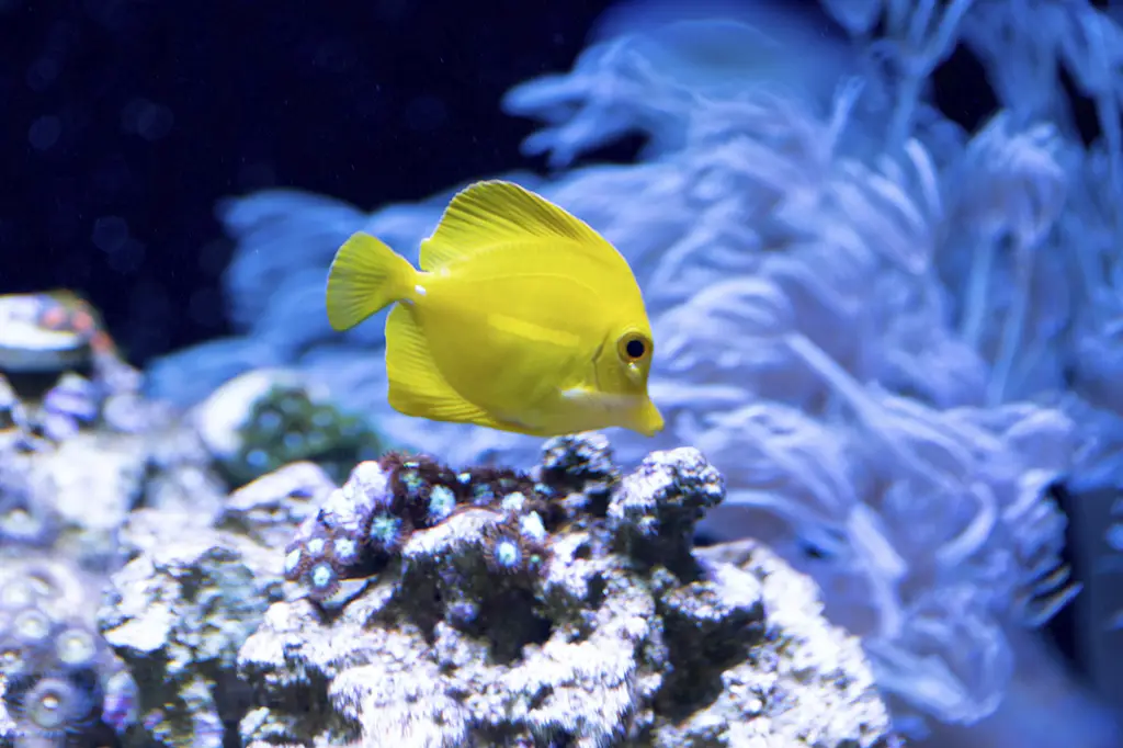 porque o peixe fica parado no fundo do aquário