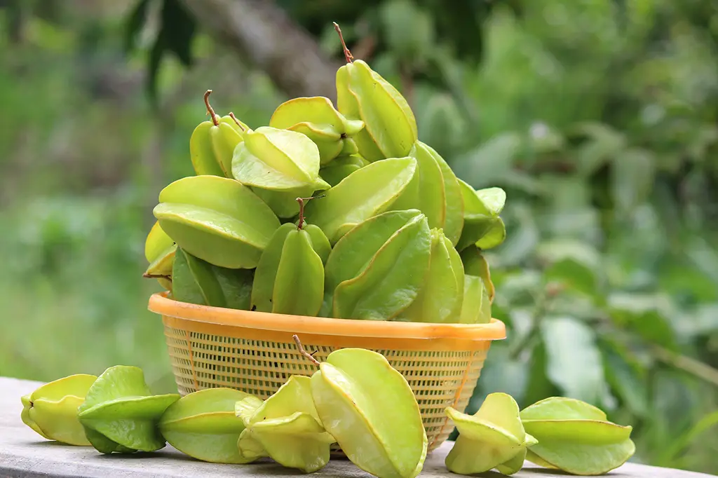 quais frutas não pode dar para cachorro carambola