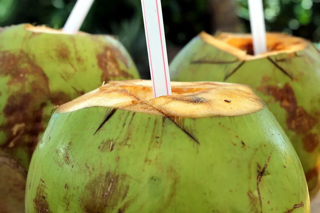 que fruta o cachorro não deve comer coco