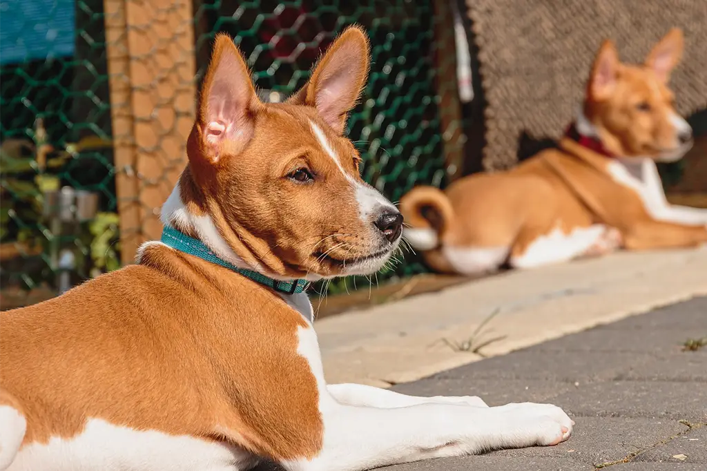 raça de cachorro basenji