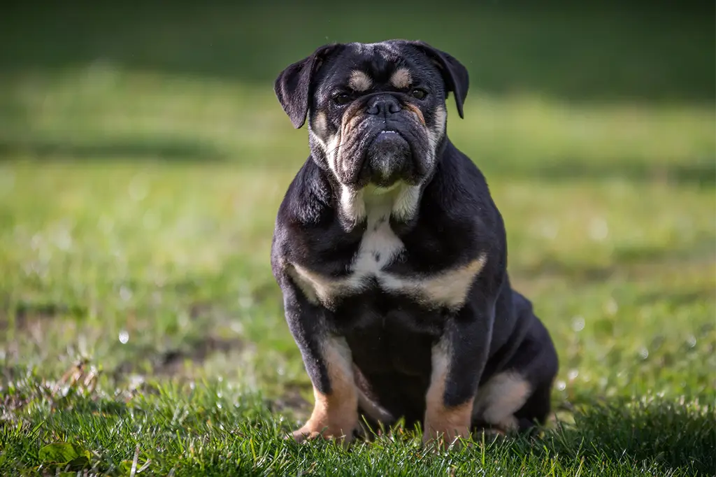 raça de cachorro buldogue inglês