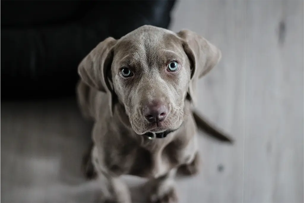 raça de cachorro calmo para apartamento