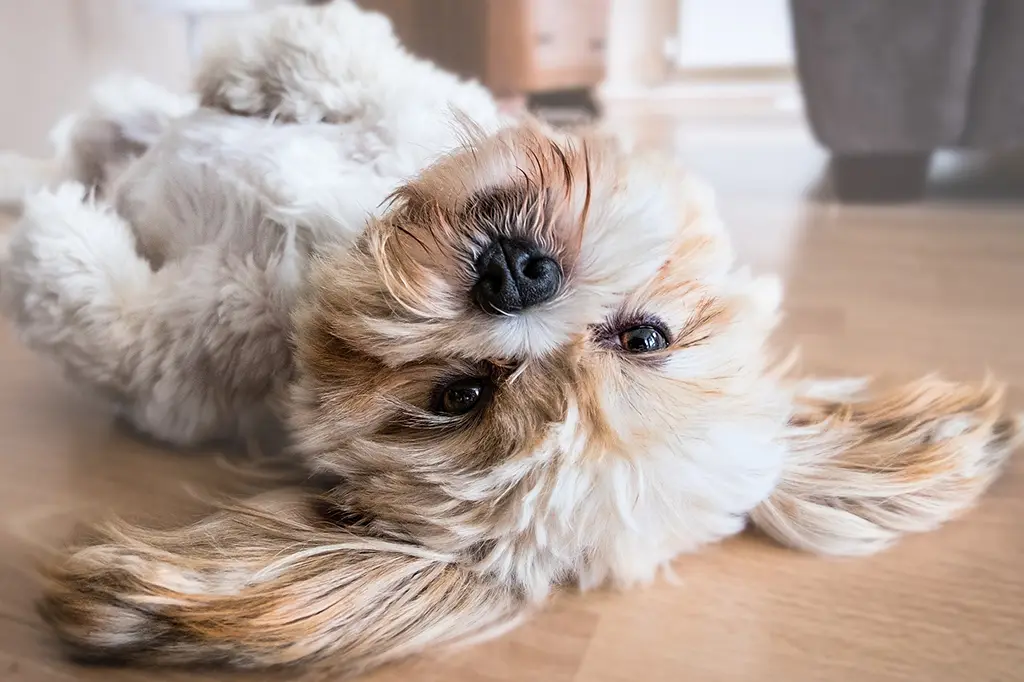 raça de cachorro dócil para apartamento shih tzu