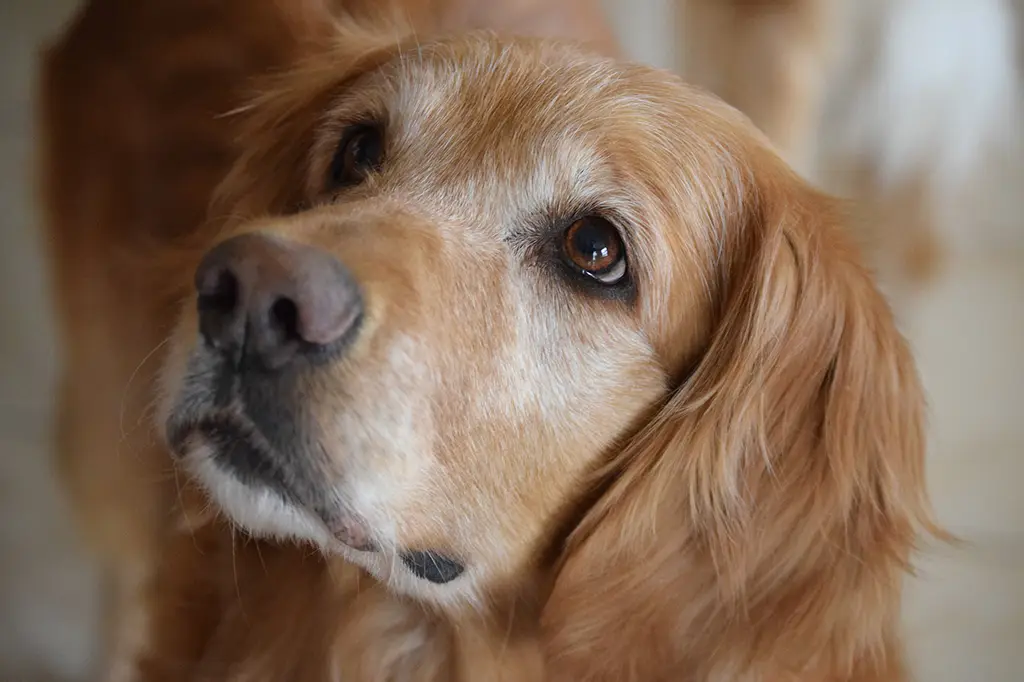 raça de cachorro golden retriever