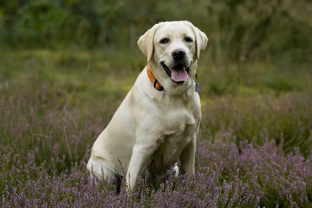 raça de cachorro labrador