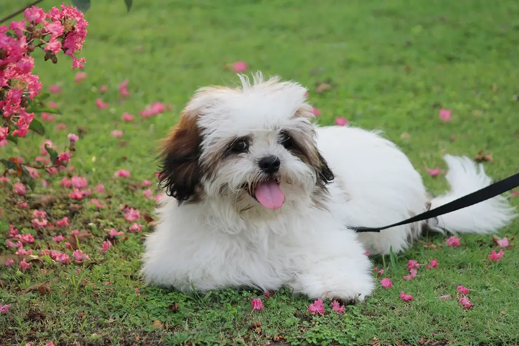 raça de cachorro lhasa apso