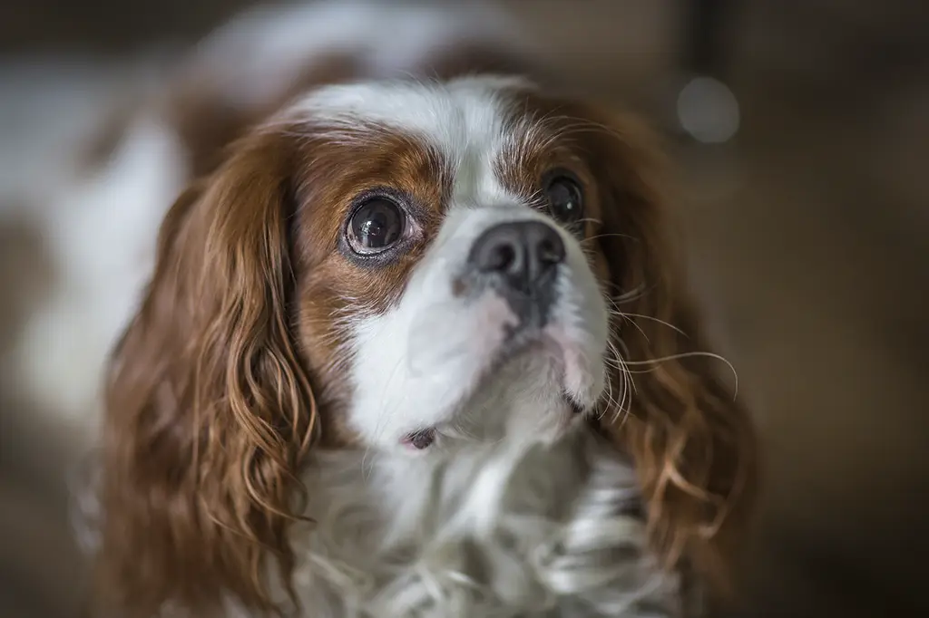 raça de cachorro para apartamento cavalier king