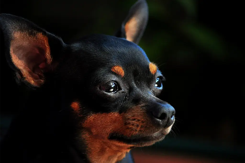 raça de cachorro para apartamento pinscher