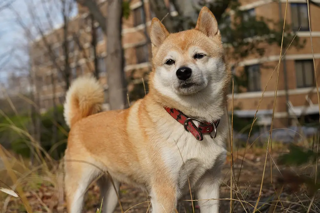 raça de cachorro para apartamento shiba inu