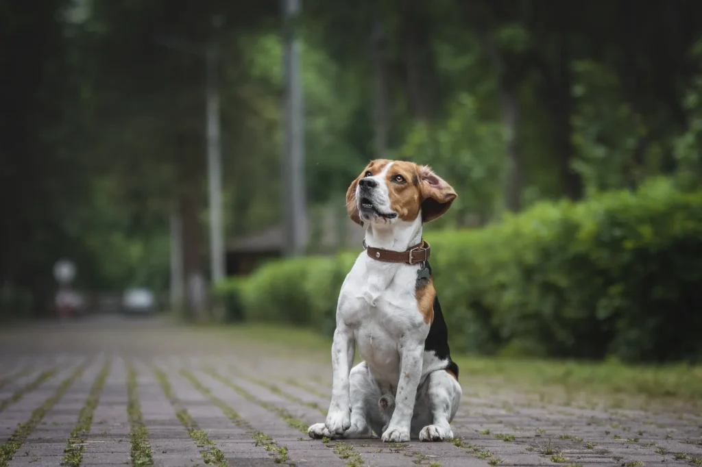 raça de cachorro para criança beagle