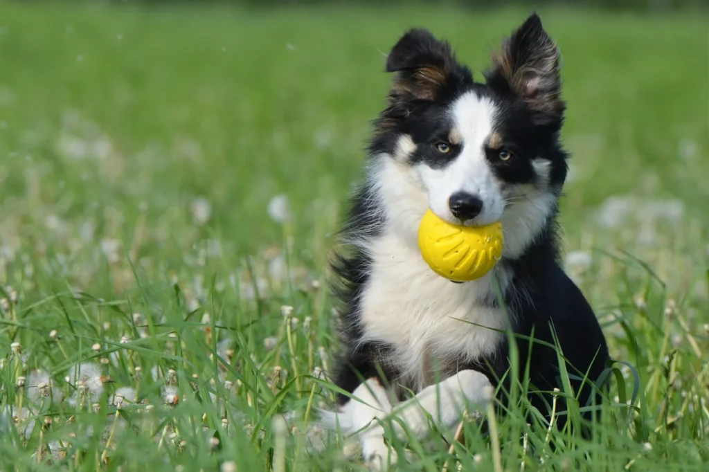 raça de cachorro para criança border collie