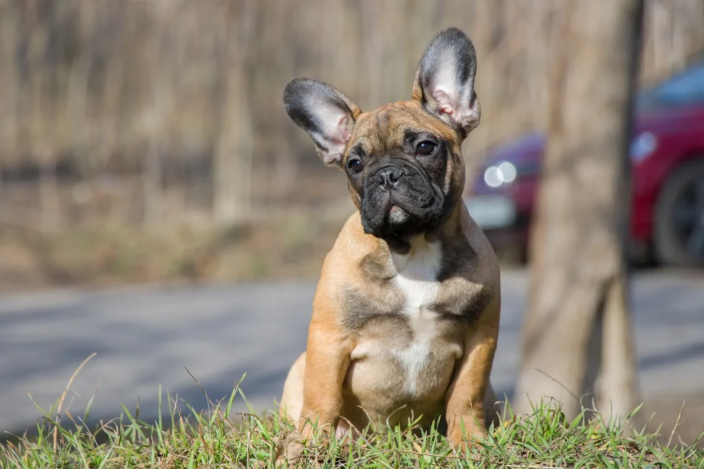 raça de cachorro para criança buldogue francês