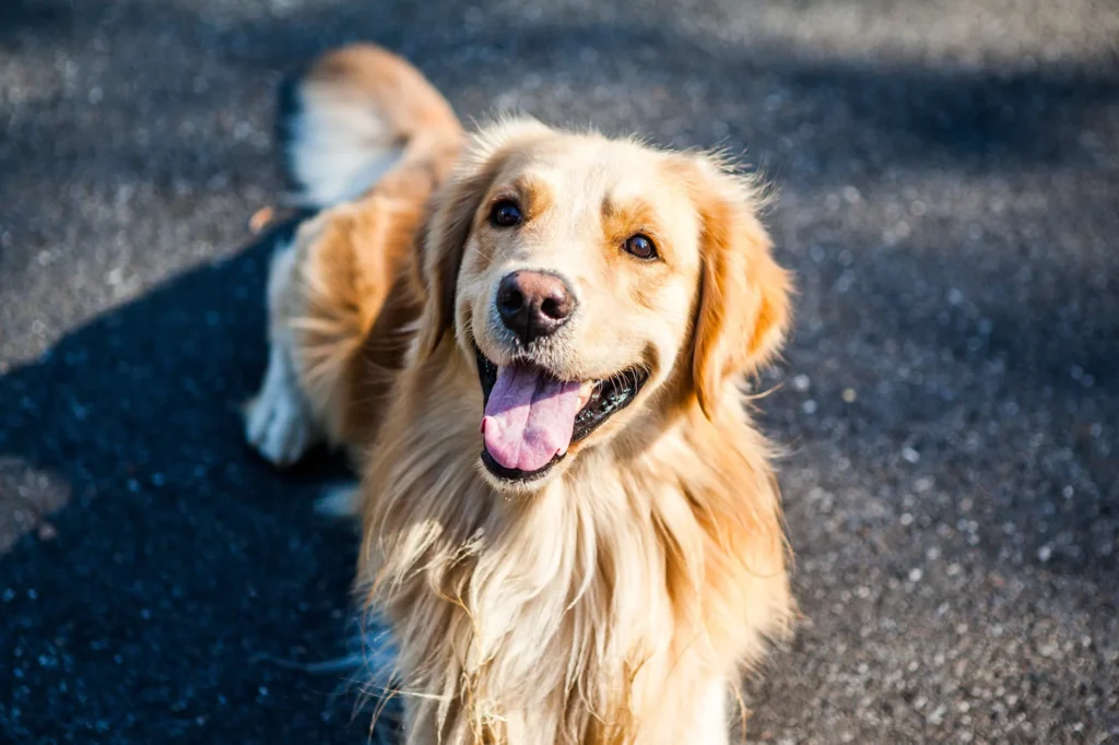 raça de cachorro para criança golden retriever