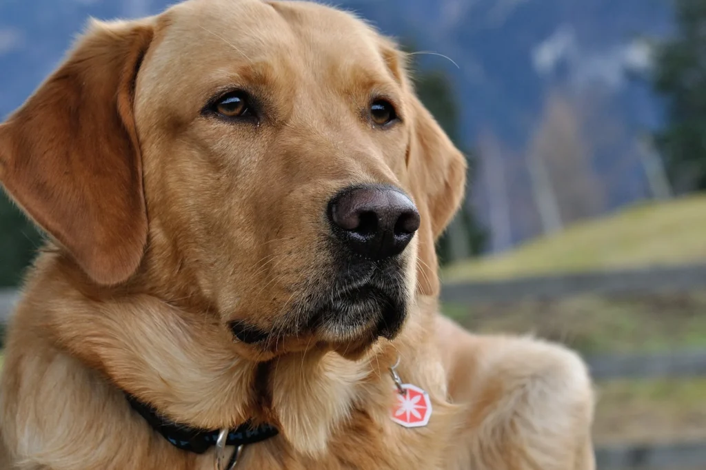 raça de cachorro para criança labrador retriever