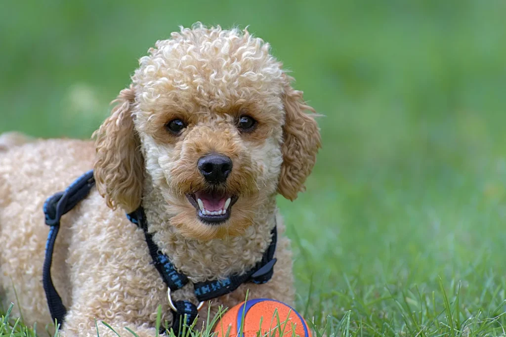 raça de cachorro para criança poodle