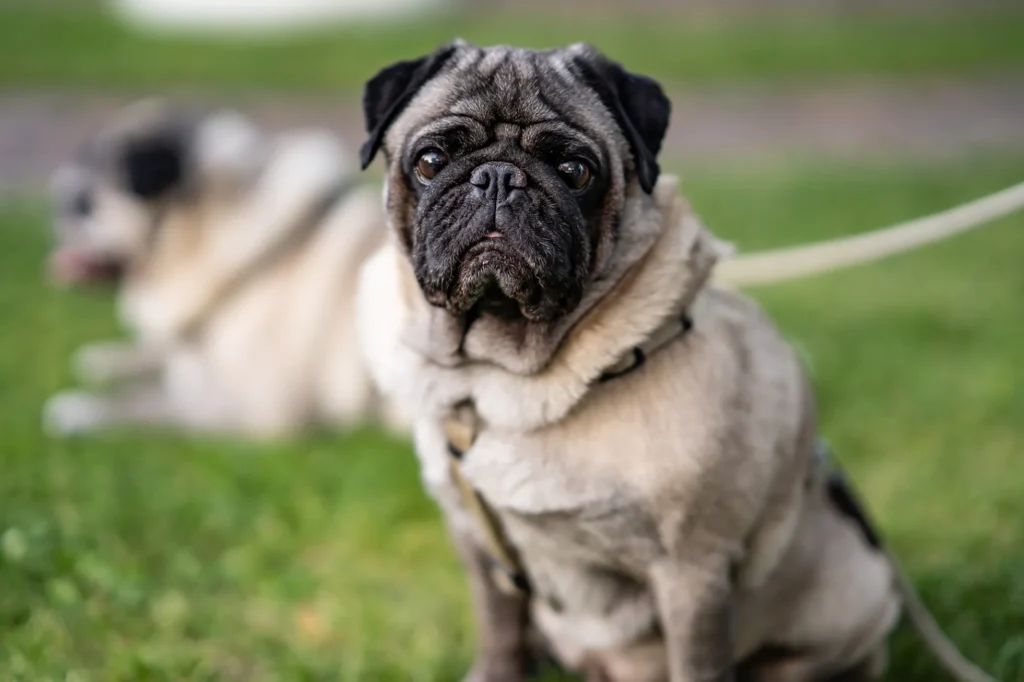 raça de cachorro para criança pug