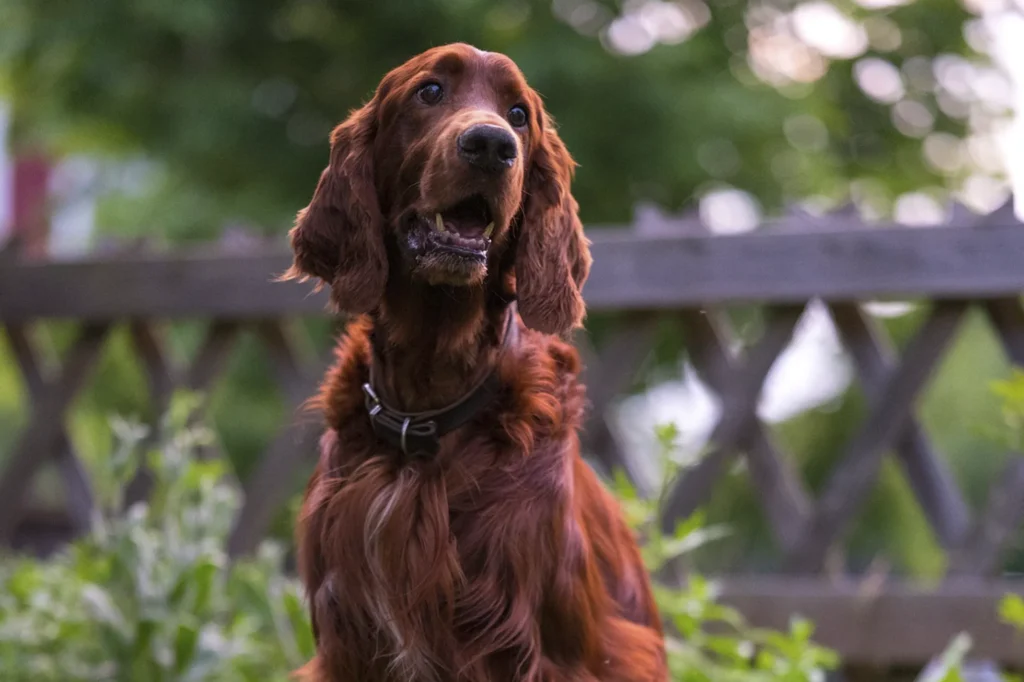 raça de cachorro para criança setter irlandês