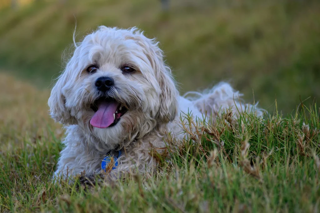 raça de cachorro para criança shih-tzu