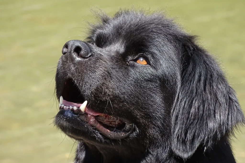 raça de cachorro para criança terra nova